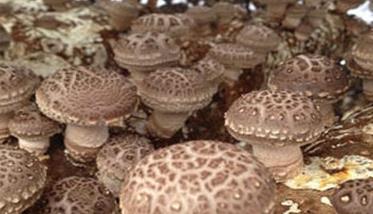 蘑菇覆盖土的水分调节