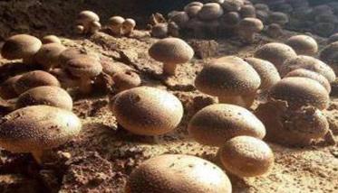 香菇栽培的空气条件