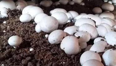双孢菇生长温度是多少
