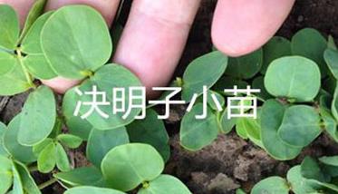 决明子种植时间和方法
