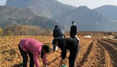 种植丹参如何选地整地