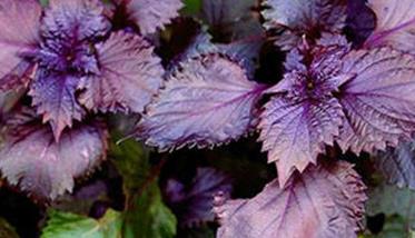 紫苏种植时间和方法 紫苏种植方法