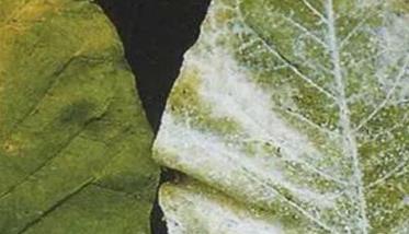 烟草白粉病的症状有哪些 烤烟白粉病用什么药好