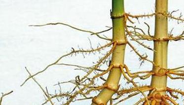 毛竹竹鞭生长规律是什么 毛竹竹鞭生长方向图片