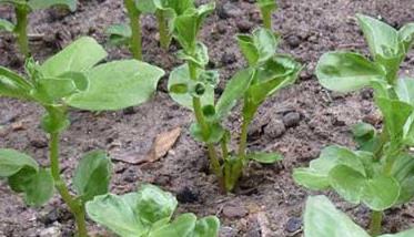 蚕豆一般在什么时候种植合适