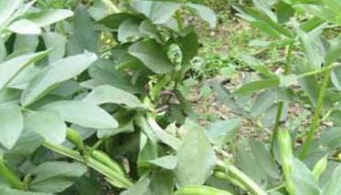 蚕豆的种植技术与管理