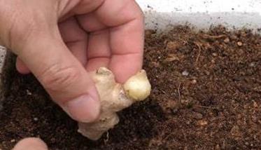 种植盆土的处理方法