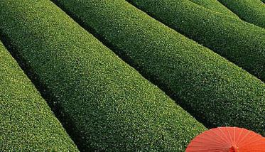 无公害茶叶种植技术 无公害茶叶生产技术