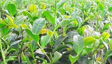 无性系茶叶种植技术 茶叶无性系繁殖