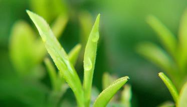 茶树种植中茶芽瘿蚊的防控技术 茶树芽的功效与作用
