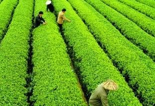 发展茶叶产业给他带来了成功 茶叶带来的经济效益