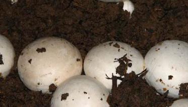 怎样培育蘑菇菌种（怎么培育蘑菇菌种）