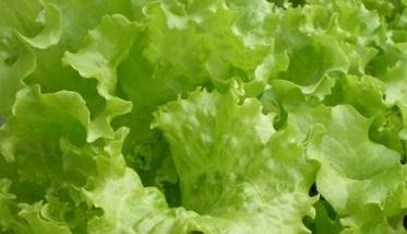 玻璃生菜的种植方法和技巧 玻璃生菜怎么种植容易发芽