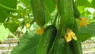 青瓜的营养价值和吃青瓜的好处 青瓜的营养价值与食用功效