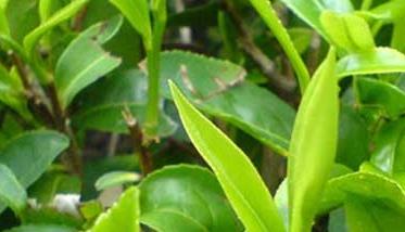 茶叶种植条件有哪些？ 茶叶种植的条件