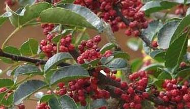 花椒流胶病如何防治（花椒树流胶病用什么药防治）