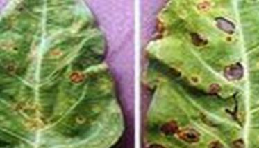 如何防治空心菜褐斑病 如何防治空心菜褐斑病虫害