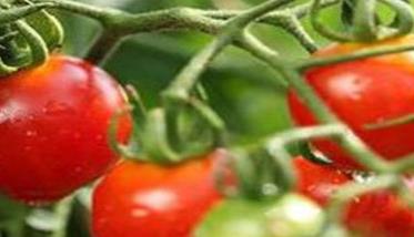 怎样利用冷床培育辣椒、番茄壮苗 怎样利用冷床培育辣椒,番茄壮苗技术