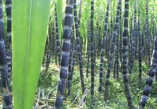 贵州册亨县甘蔗种植方法介绍 云南甘蔗种植分布