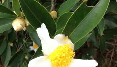 白茶的种植技术 白茶树种植