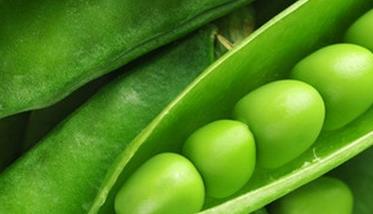 荷兰豆的营养价值与功效（荷兰豆的营养价值与功效作用）