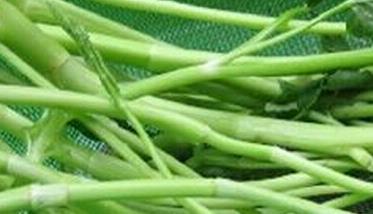 水芹菜的功效与作用 水芹菜的功效与作用及禁忌