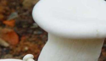 白灵菇如何种植 白灵菇如何种植和管理