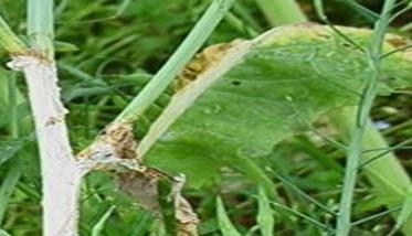 油菜菌核病症状有哪些 油菜菌核病症状有哪些图片