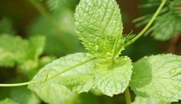 薄荷种植