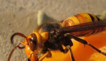 金环胡蜂养殖技术（金环蜂怎么养）