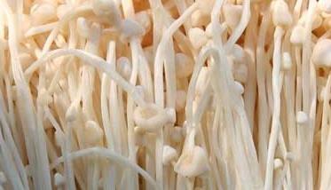 金针菇怎么种