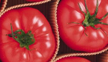 西红柿的功效作用及食用方法 西红柿的功效作用及食用方法禁忌