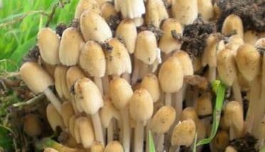 杨树蘑菇的营养价值