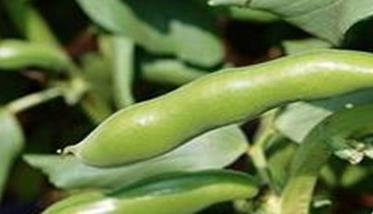 反季节蚕豆种植技术与管理方法 反季节蚕豆种植技术与管理方法视频
