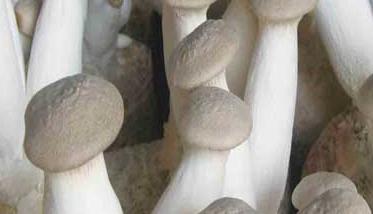杏鲍菇种植方法