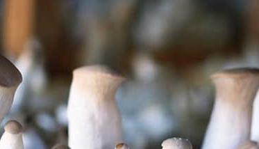 杏鲍菇种植管理方法