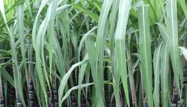 甘蔗施肥技术的五大要点 甘蔗的需肥规律与施肥技术