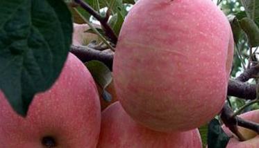 苹果树元帅系短枝型有哪些优良品种 元帅系列苹果品种大全