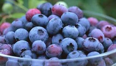 蓝莓的功效与作用,蓝莓的营养价值 蓝莓的功效与作用,蓝莓的营养价值是什么