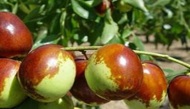 枣树高产种植 枣树种植效益怎么样