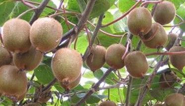 什么样的猕猴桃树的种植方法能高产 什么样的猕猴桃树的种植方法能高产一些