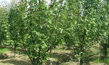 你必须知道的果树发展六项原则 果树生产的发展方向