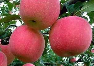 红富士苹果有产地主要在哪里 红富士苹果主产地有哪些地方