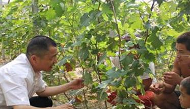 葡萄栽培管理新技术要点 葡萄的栽培技术要点