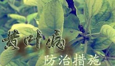 苹果黄叶病症状