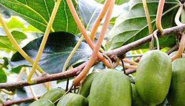 软枣猕猴桃栽培技术要点及注意事项 软枣猕猴桃栽培技术要点及注意事项