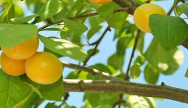 杏树种植常见病虫害防治技术（杏树的病虫害和防治方法）