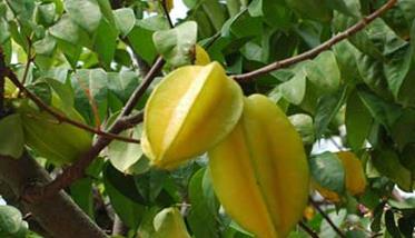 杨桃树种植方法与技术要点 杨桃的种植技术及管理