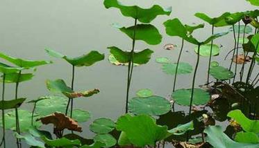 湘莲种植技术要点与种植步骤（湘莲种子怎么种植技术）