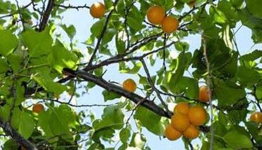 杏树采果管理